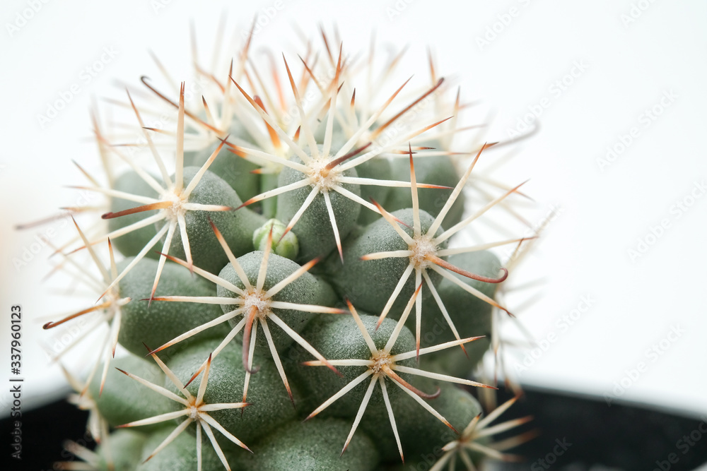 Beautiful cactus on white background Beautiful cactus on white background