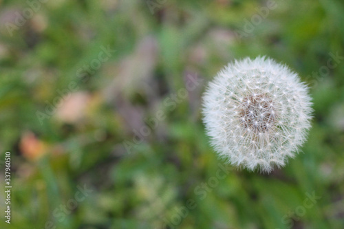 dandelion in the garden, white fluff, background