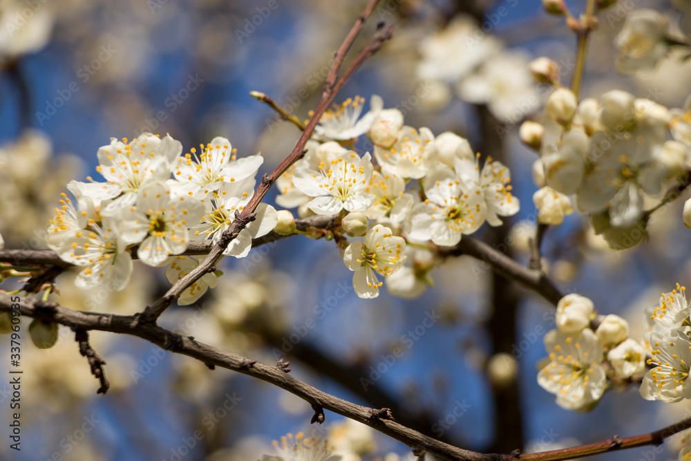 Blossoming cherry with a blurred background. Spring. Blossoming cherry with a blurred background. Spring.
