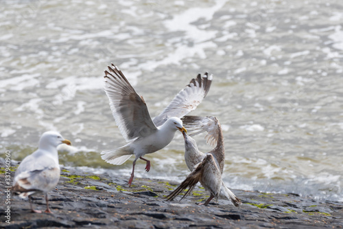 Larus marinus - The seagull is in flight in the air and is fighting with the other seagull. They have their beaks locked together. Wild photo