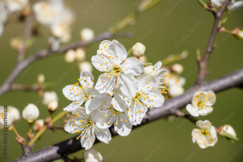 Blossoming cherry with a blurred background. Spring. Blossoming cherry with a blurred background. Spring.