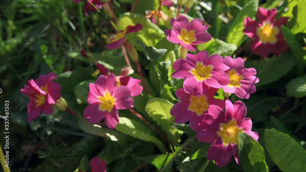 Close up, time lapse of pink Primrose flowers on a spring day Close up, time lapse of pink Primrose flowers on a spring day