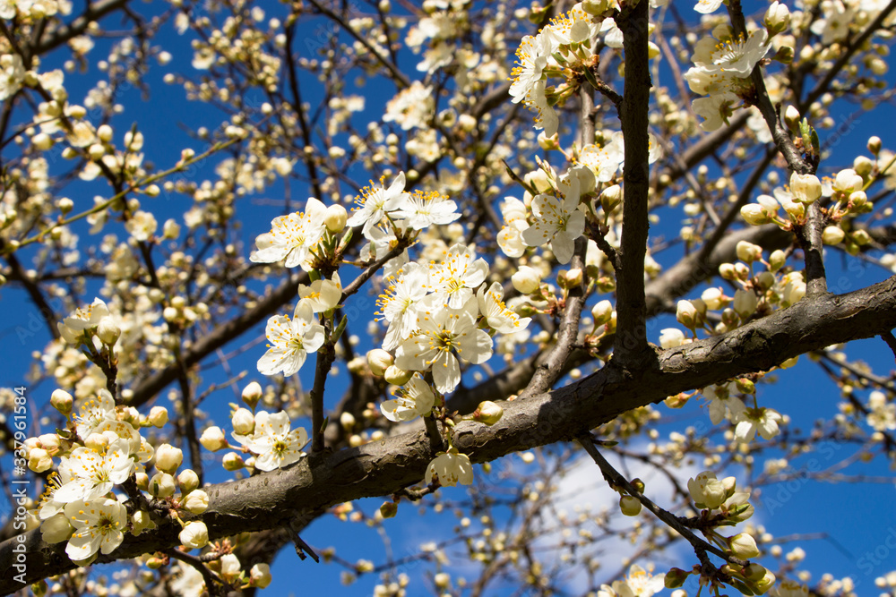 Blossoming cherry with a blurred background. Spring. Blossoming cherry with a blurred background. Spring.