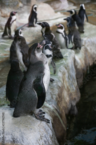 Penguins on a rocky shore. Penguins at the zoo.
