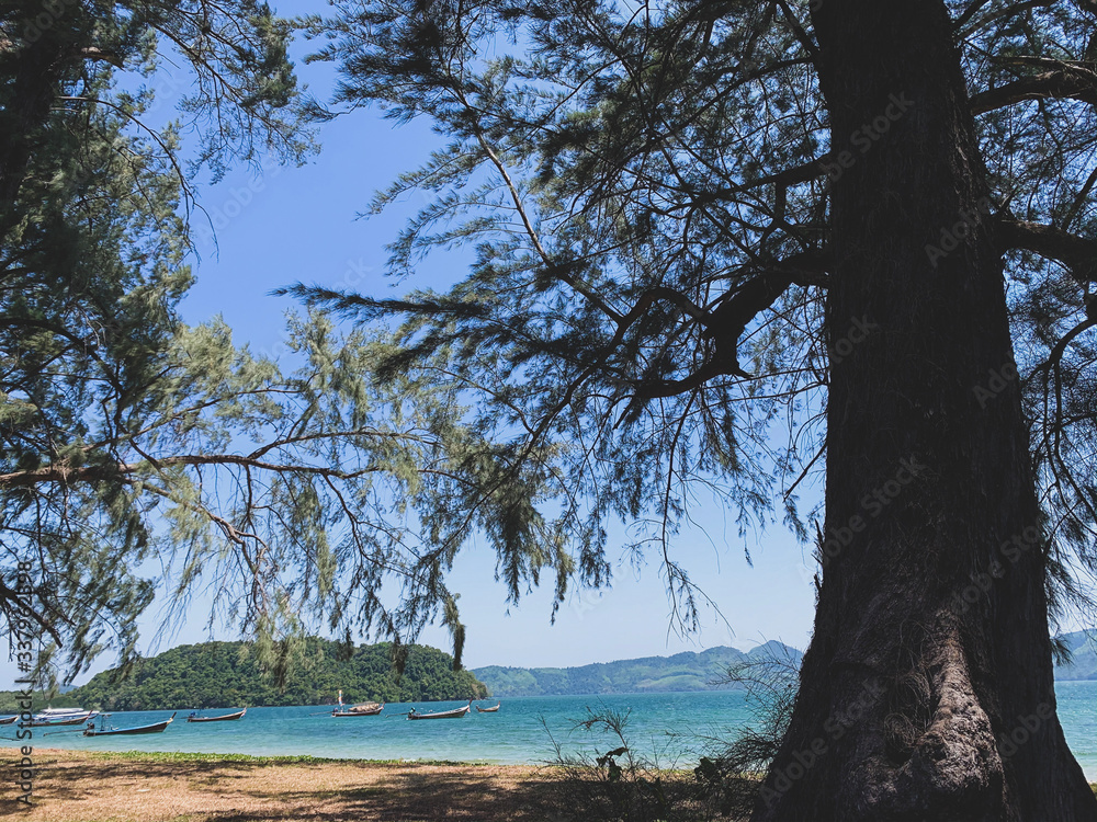Big pine tree on the beach with island and mountain landscape, holiday in summer season 