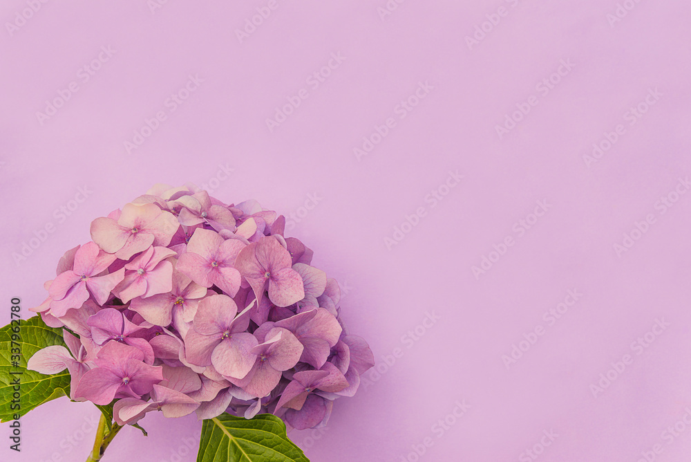 Obraz premium Template for greeting card. Beautiful hydrangea flower head on pink background. Space for text, flat lay