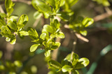 Spring branch with first leaves. Spring twigs with beautiful light green leaves. Blurred background.