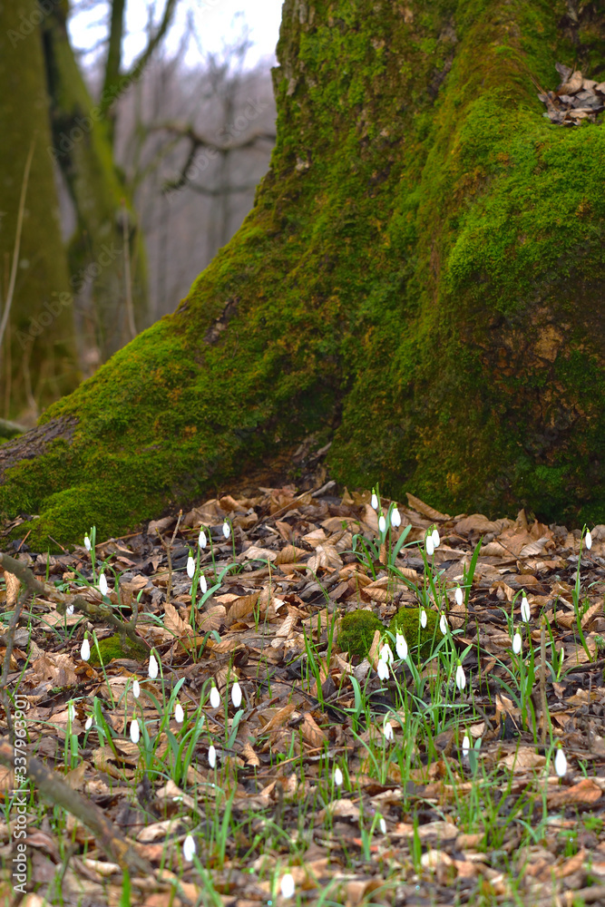 Snowdrop or galanthus flowers on the bottom of moss covered tree. Early spring forest nature. Deep background. Vertical. Snowdrop or galanthus flowers on the bottom of moss covered tree. Early spring forest nature. Deep background. Vertical.
