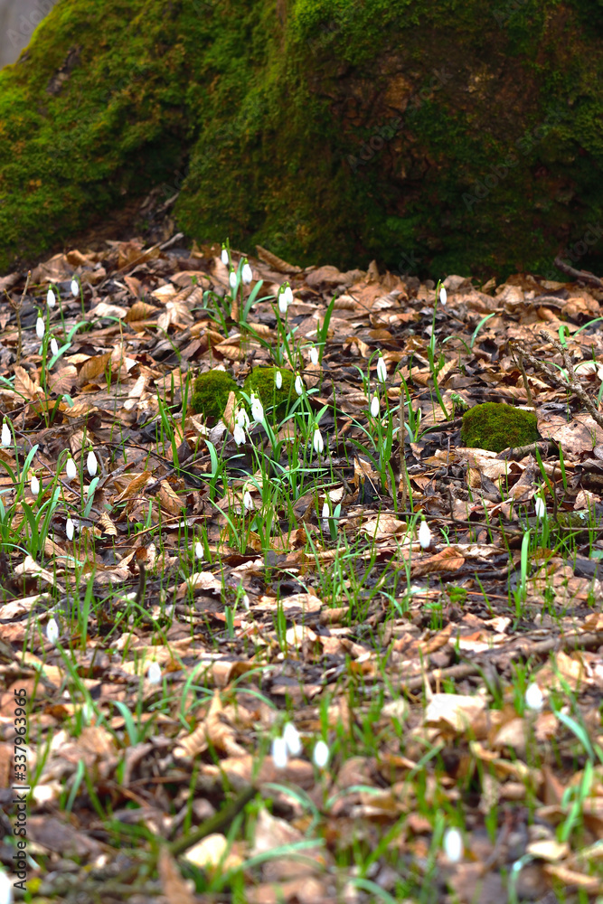 Early spring forest nature. Snowdrop or galanthus flowers on the bottom of moss covered tree.  Vertical.