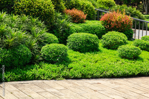 green garden in the garden