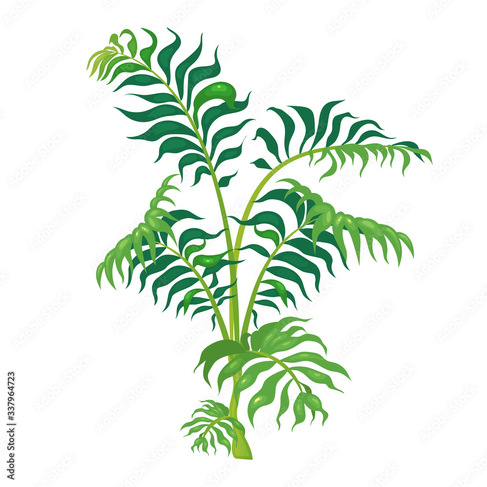 Obraz premium Jungle vegetation cartoon vector illustration. Fern leaves on green stem. Lush shrub for subtropical forest. Tropical bush flat color object. Exotic foliage isolated on white background