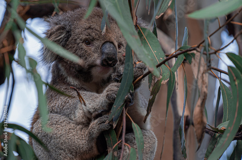 Photography Koala