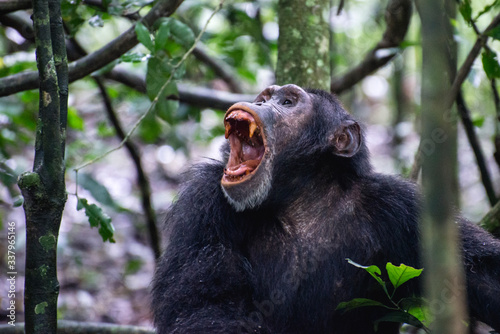 Chimpanzee with wide open mouth showing teeth