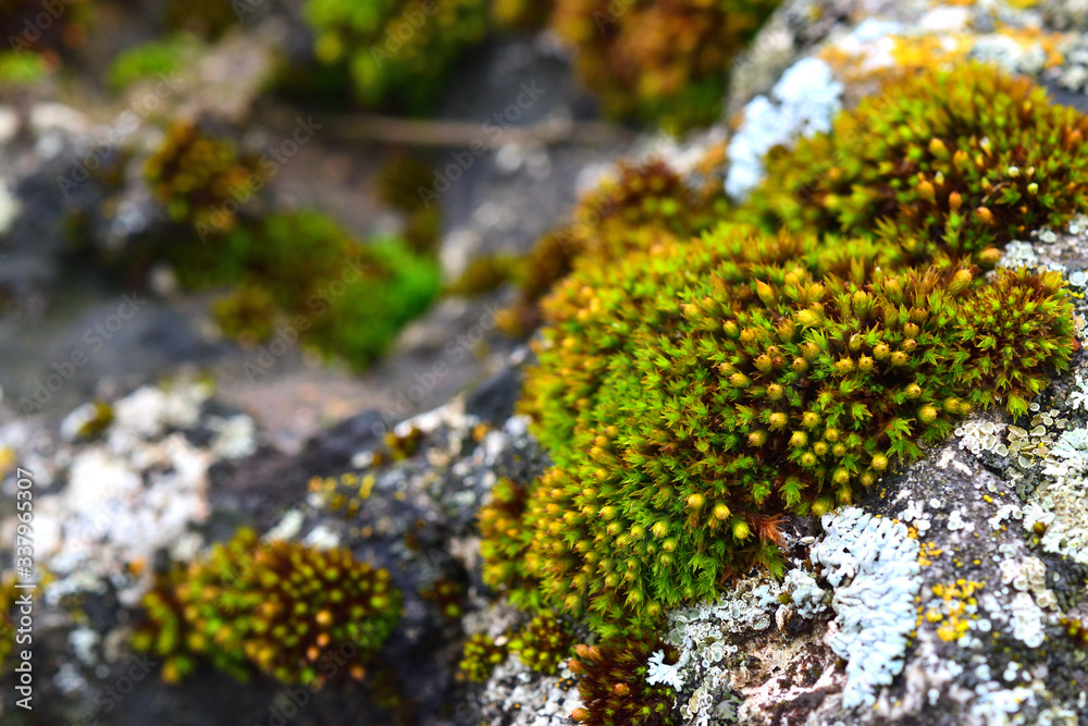 Obraz premium Tortula muralis, Polytrichum and Caloplaca thallincola mosses on the rock.