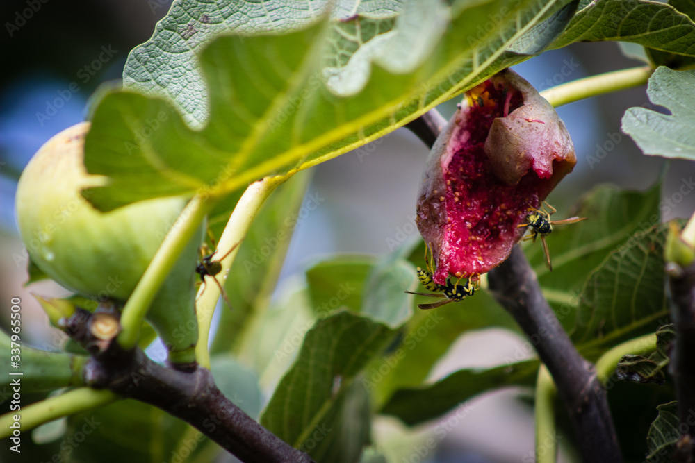 figs ripe on a tree branch, fig tree with bees eating