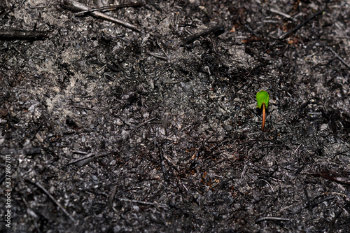 Sprout rises over burnt ground. Grass ash after arson. Recovery after massive crysis. Future resurrection. Copy space on the left.