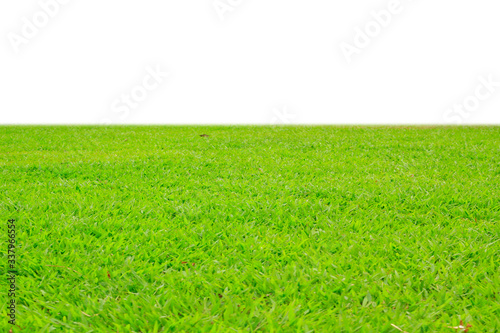 green grass field on white