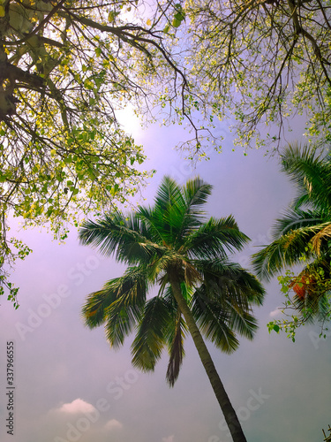 palm tree and sun