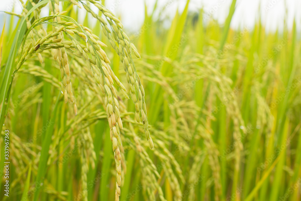 rice field in thailand rice field in thailand