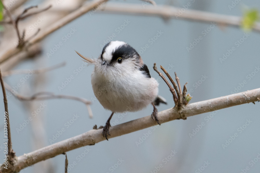 Obraz premium 日本の野鳥