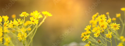 Yellow daisies in the sunlight, panorama. Wild flowers chamomile, banner. Beautiful spring and summer natural background. Selective soft focus.