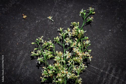 ayurvedic herbs neem flowers and leaves on black background,selective focus on neem herbal
