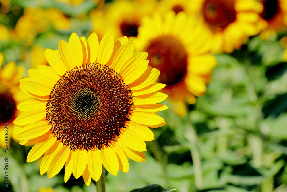 Naklejka premium 日本のヒマワリ