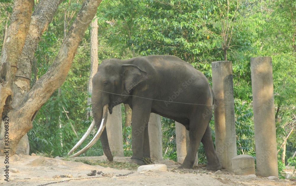 Fototapeta premium elephant in the zoo