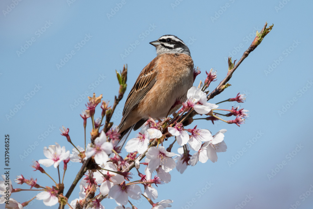 日本の野鳥 日本の野鳥