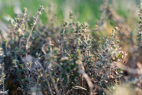 A low-growing aromatic shrub or semi-shrub of thyme or thyme. Beautiful photo of small leaves at sunset. Useful herb used in folk medicine and for giving flavor © Анна Иванова