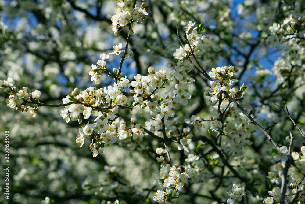 Branches of a tree in flowers weighing against the sky Branches of a tree in flowers weighing against the sky