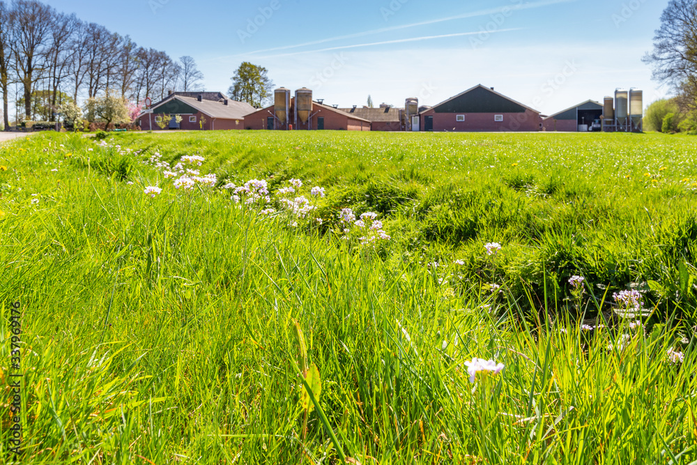 Large chicken farm with indoor facilites for poulry breeding and egg production in the Netherlands Large chicken farm with indoor facilites for poulry breeding and egg production in the Netherlands