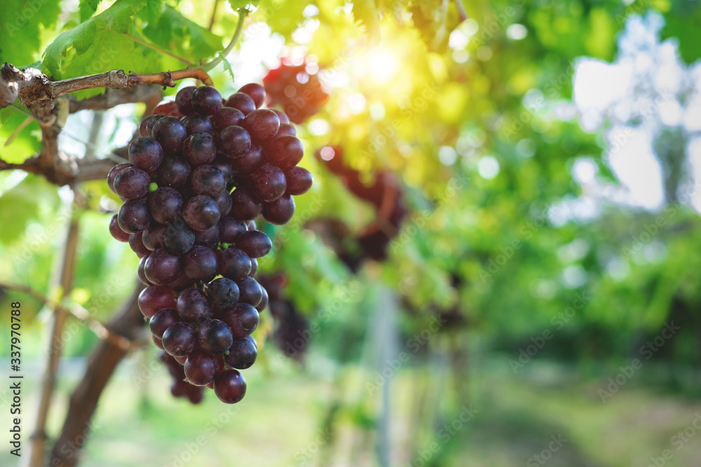 Ripe grapes hung on vineyards of grape trees. In the morning vineyard. Ripe grapes hung on vineyards of grape trees. In the morning vineyard.