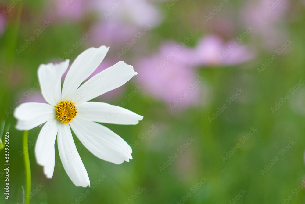 White pure blooming flowers in the colorful garden backgroud, nature emotional tone White pure blooming flowers in the colorful garden backgroud, nature emotional tone