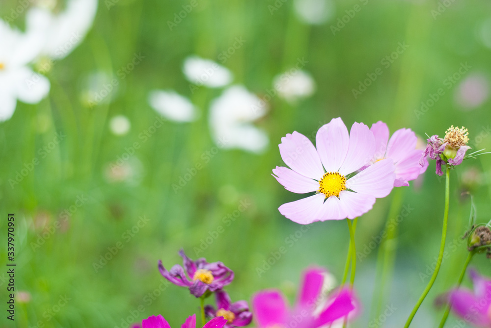 Soft pink pure blooming flowers in the colorful garden backgroud, nature emotional tone Soft pink pure blooming flowers in the colorful garden backgroud, nature emotional tone