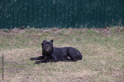 a young dog of the cane Corso breed on a walk on the lawn in early spring