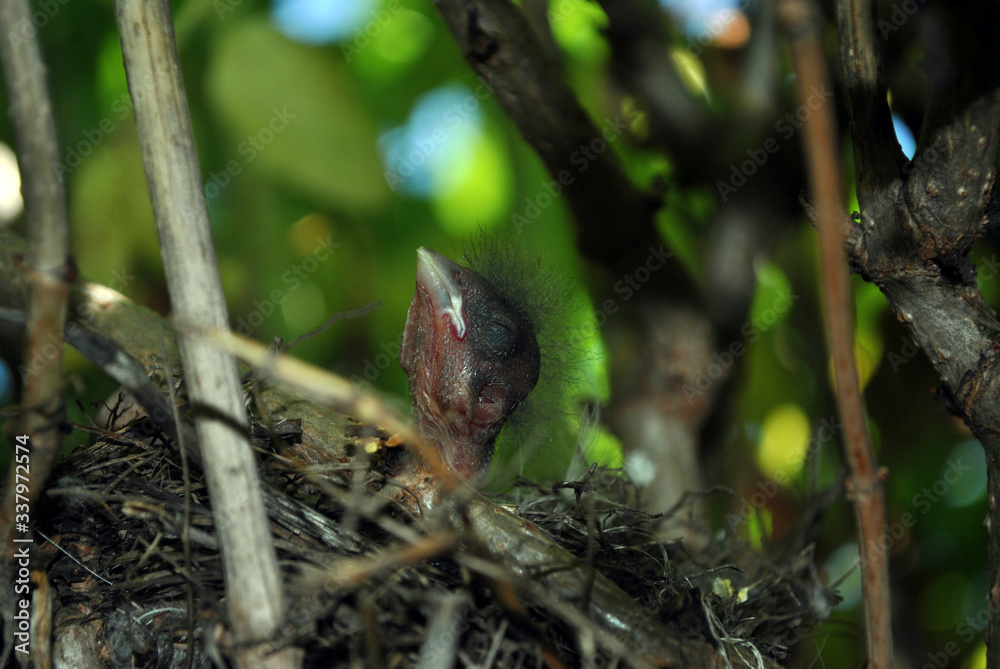 European robin (Erithacus rubecula, robin redbreast) nestling with closed eye hold head over nest, dark blurry background