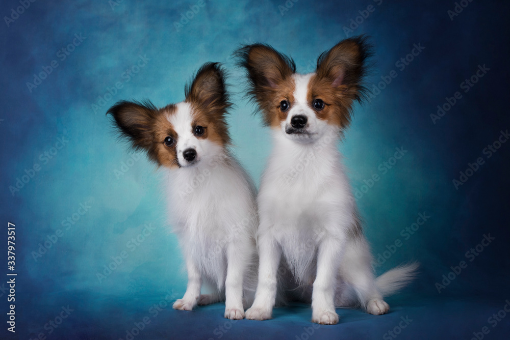 papillon puppies on a blue isolated background