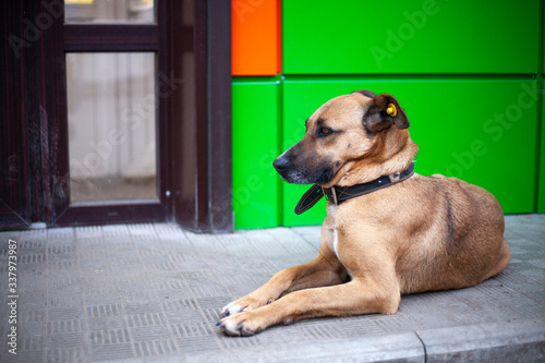 Homeless dog on the street.