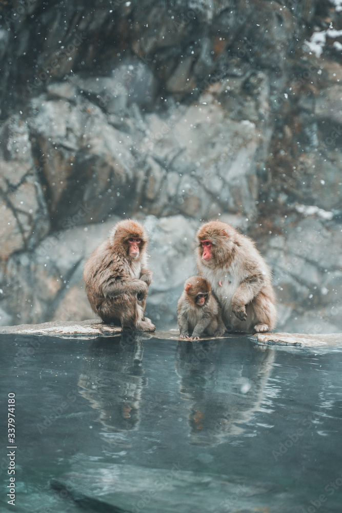 Obraz premium 長野のお猿さん