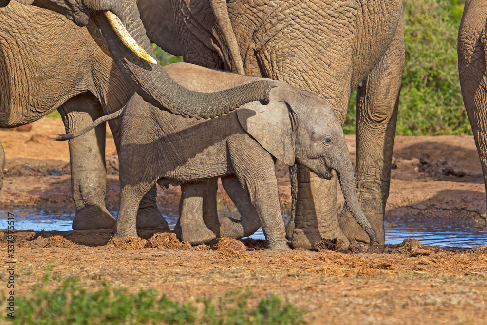 Fototapeta premium Baby elephant at waterhole