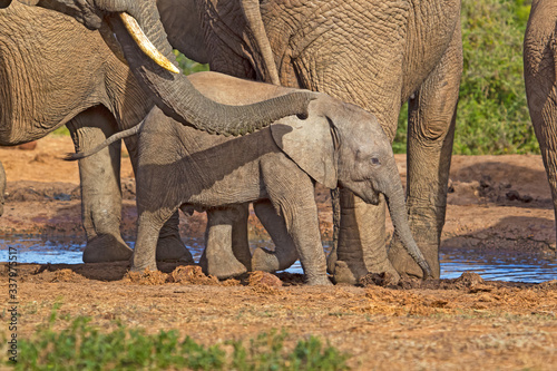 Baby elephant at waterhole