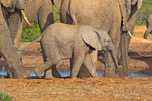 Baby elephant walking around waterhole