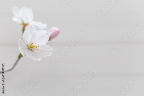 桜の花　白い木目調の背景