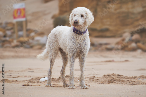 Poodle in the sand © diana