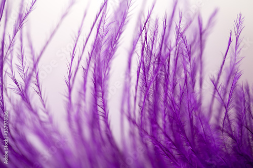  photo feather of a bird of violet color for a background