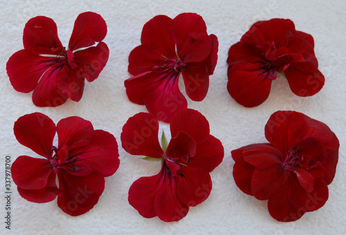 red geranium flowers on a white isolated background for card decoration and textile design