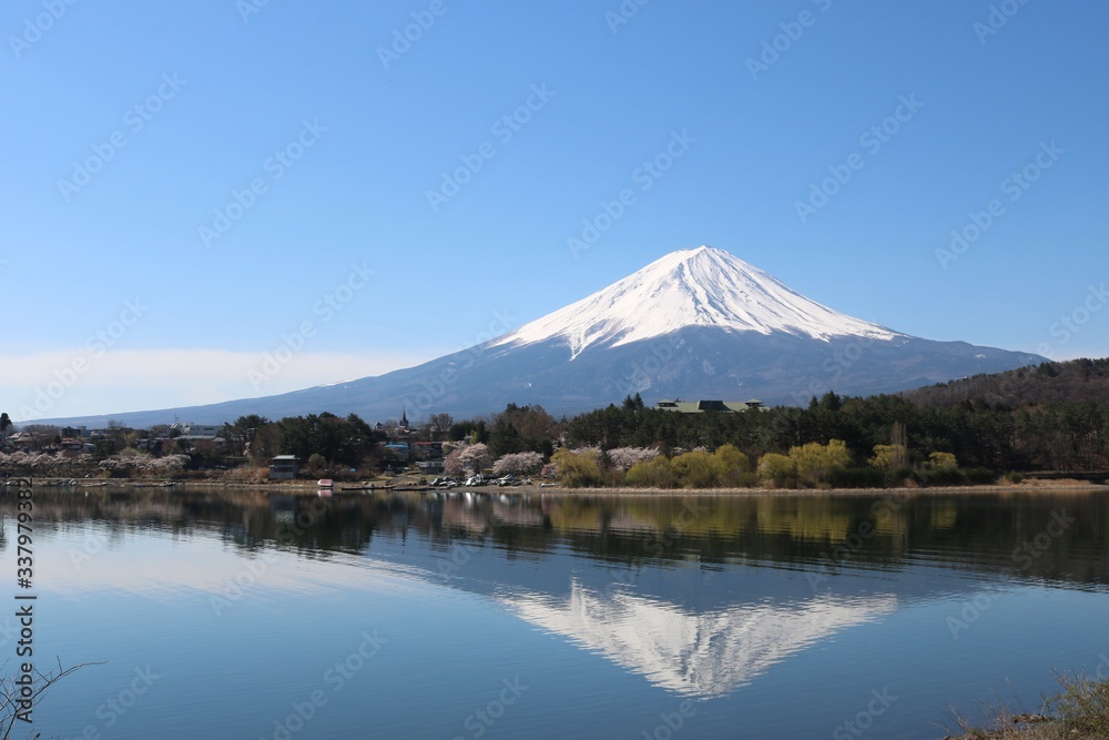 春の河口湖湖畔の富士山