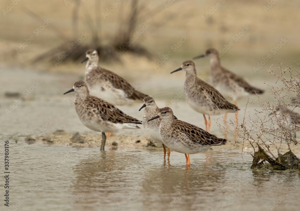 A flock of Ruffs at Asker Marsh, Bahrain A flock of Ruffs at Asker Marsh, Bahrain