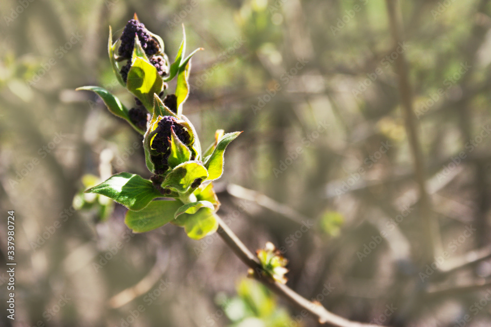 Lilac branch with small leaves and buds of flowers. Candid.